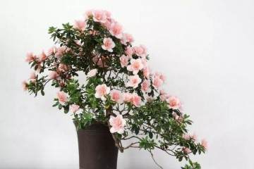 杜鹃花盆景为什么换盆就死亡 图片