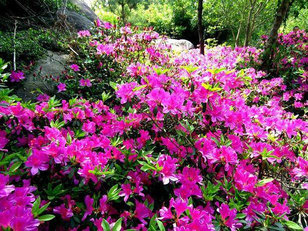 新买的杜鹃花盆景用酸性土壤换盆最好