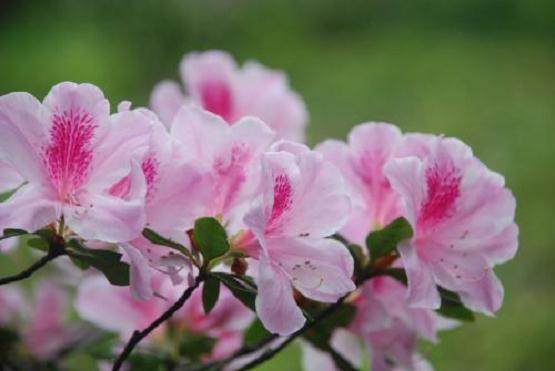 新买的杜鹃花盆景用酸性土壤换盆最好