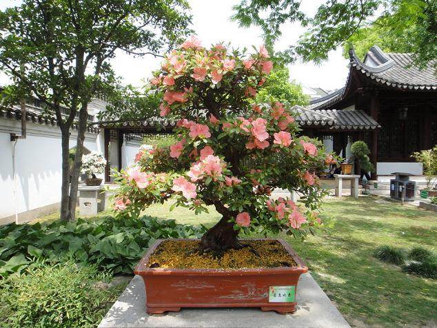 映山红盆景缺肥或者施肥过量会导致黄叶