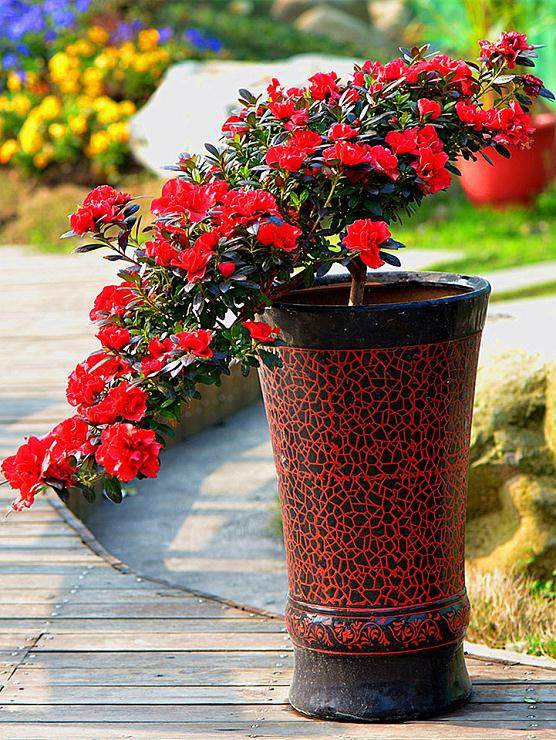 映山红盆景缺肥或者施肥过量会导致黄叶