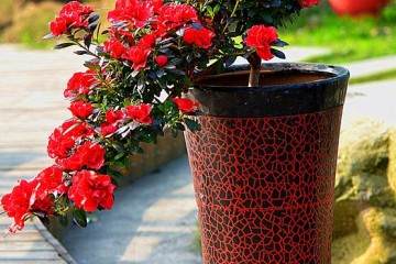 杜鹃《蛟龙探海》是南沙盆景协会杜耀东的佳作