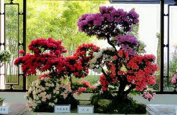 丹东杜鹃花盆景培育发展中心总经理李相君