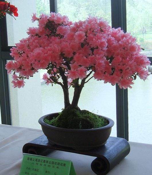 杜鹃花盆景的花语 代表爱的喜悦