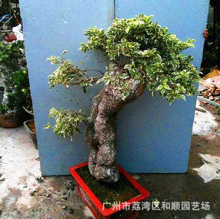 杜鹃盆景每隔2~3年翻盆一次 春季晚秋翻盆亦可