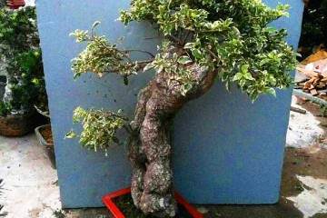 杜鹃盆景在春季什么时候翻盆最好