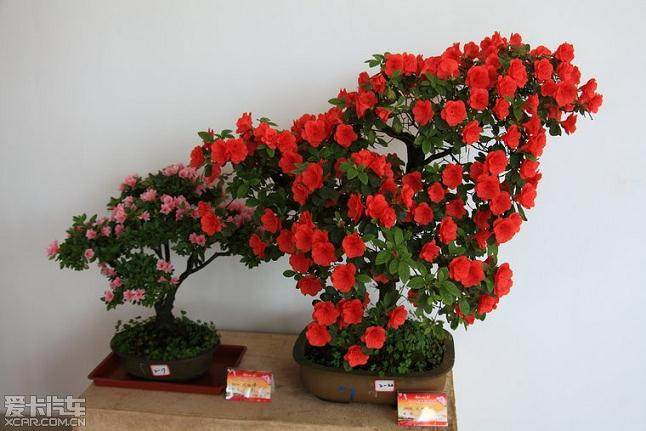 杜鹃盆景的3个整枝造型技术