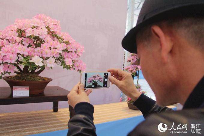 杜鹃盆景的3个整枝造型技术