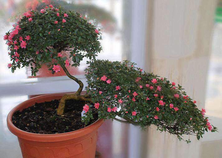 杜鹃盆景的浇水与修剪