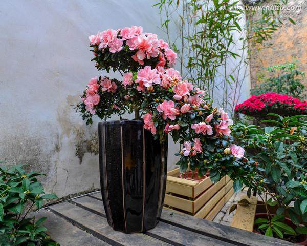 杜鹃盆景的浇水与修剪