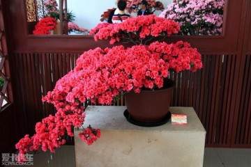 中国杜鹃盆景第一镇将于4月揭牌