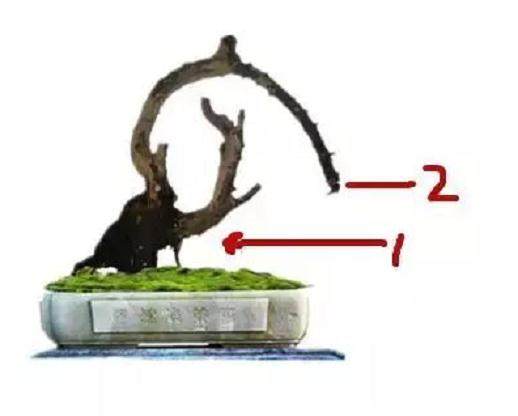 制作盆景要掌握这8个法则