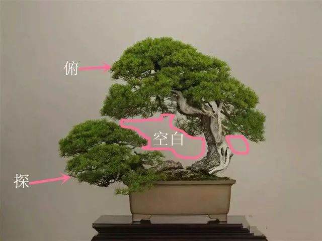 制作盆景要掌握这8个法则