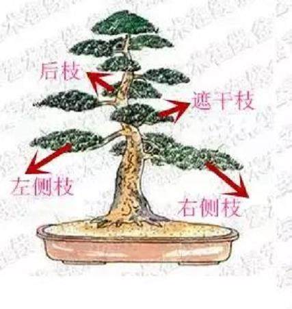 制作盆景要掌握这8个法则