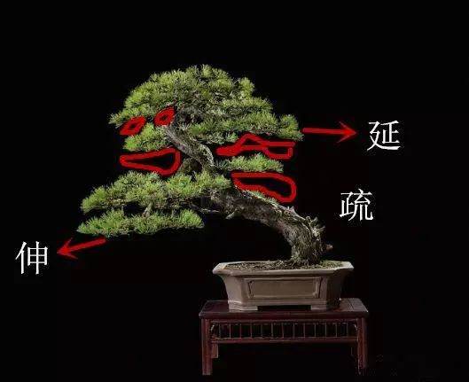 盆景初入门 制作盆景要掌握这8个法则