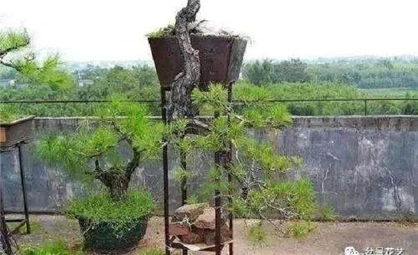 盆景树桩该如何选择？遵照这3点