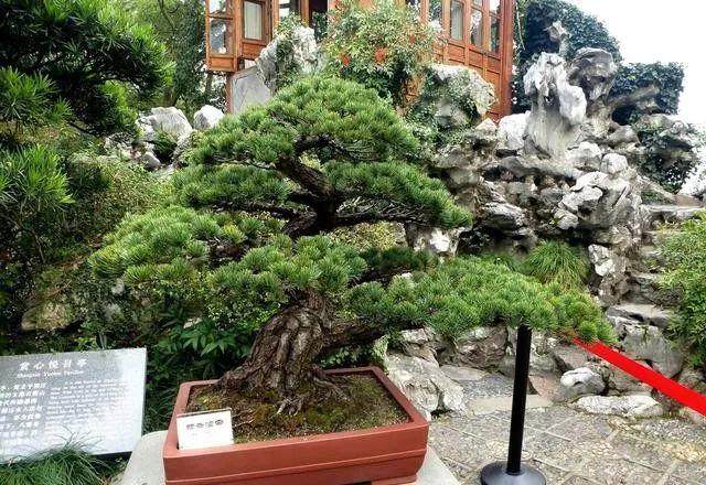 盆景树桩该如何选择？遵照这3点