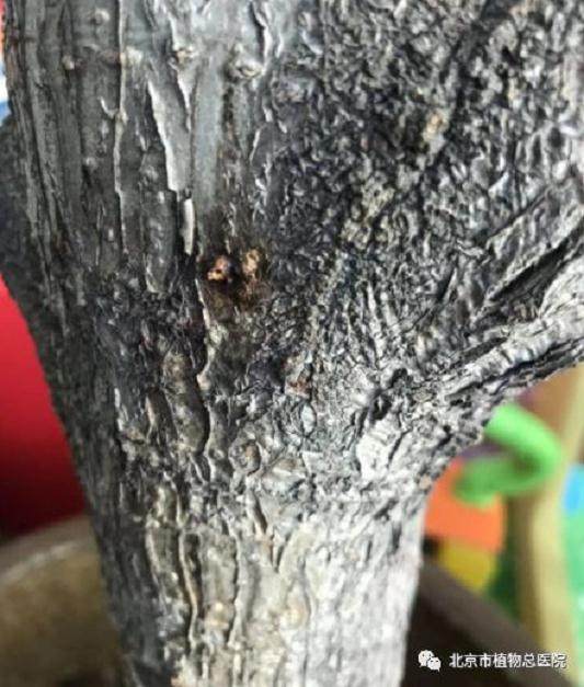 盆景腐烂病该如何防治