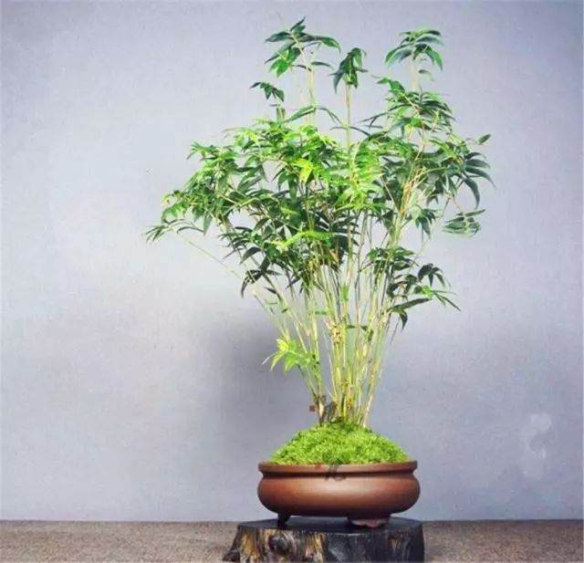 青竹盆景的制作与养护要点