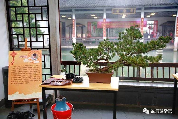 记女性盆景艺术家 -- 冷瑞露