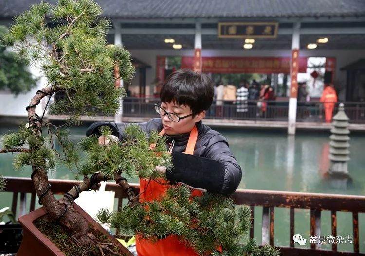 记女性盆景艺术家 -- 冷瑞露