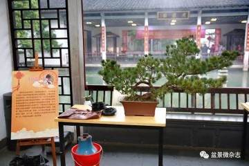 记女性盆景艺术家  冷瑞露