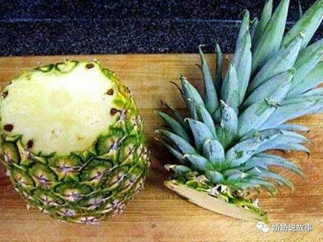 菠萝树盆景的插穗与扦插繁殖