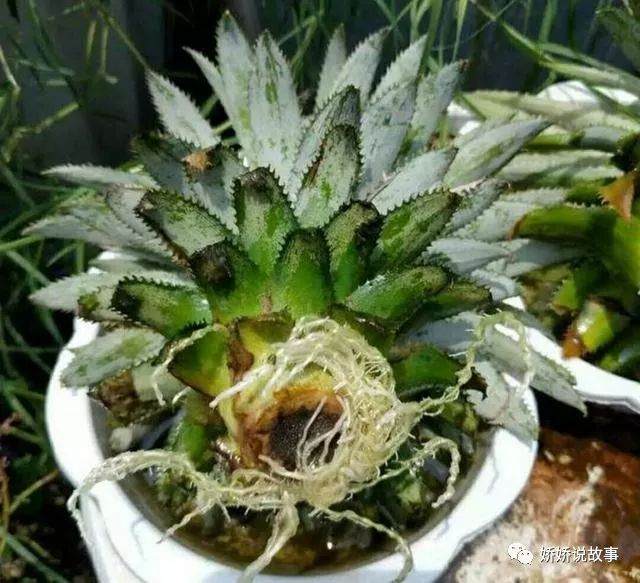 菠萝树盆景的插穗与扦插繁殖