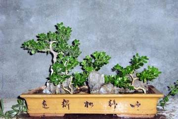 黄杨老桩盆景在春季萌芽前怎么繁殖栽培