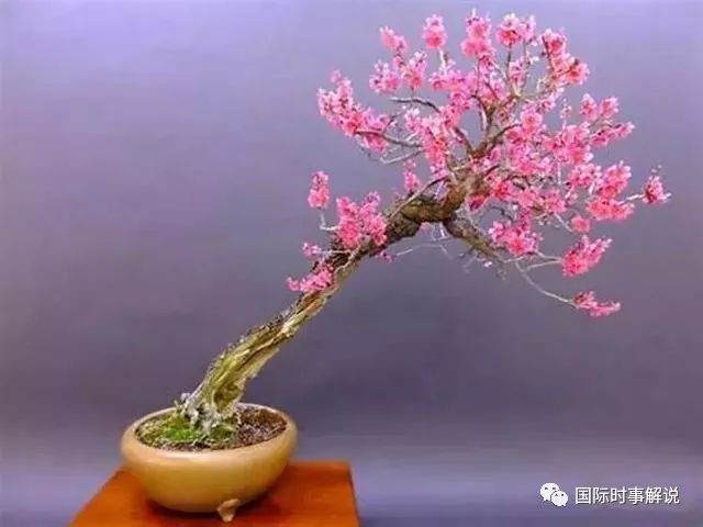 梅花盆景的3种造型样式