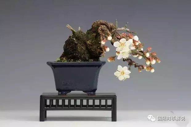 梅花盆景的3种造型样式