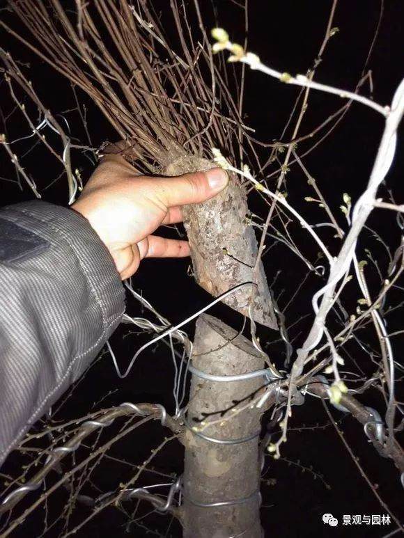 图解 一棵榆树盆景的制作过程 8幅