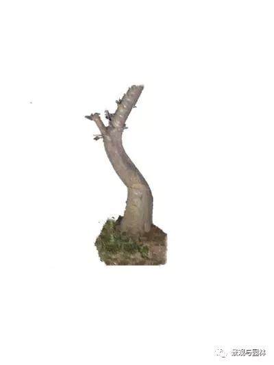 图解 一棵榆树盆景的制作过程 8幅