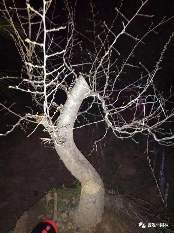 图解 一棵榆树盆景的制作过程 8幅