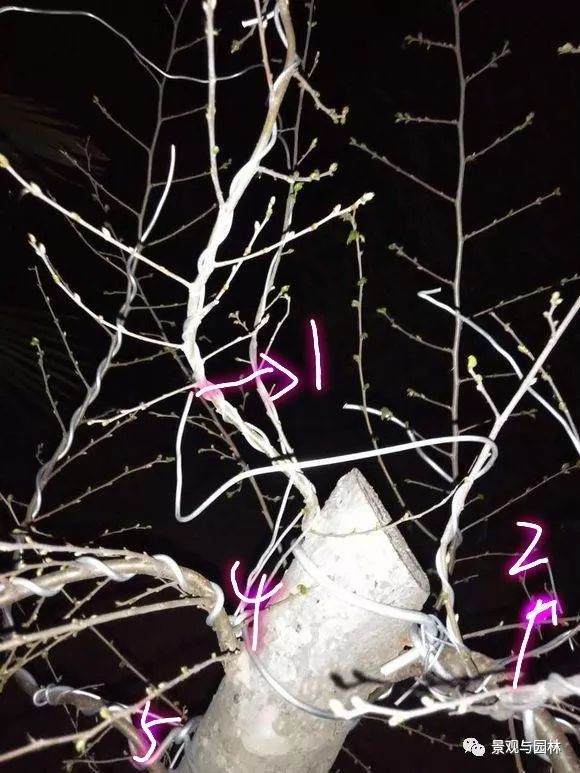 图解 一棵榆树盆景的制作过程 8幅