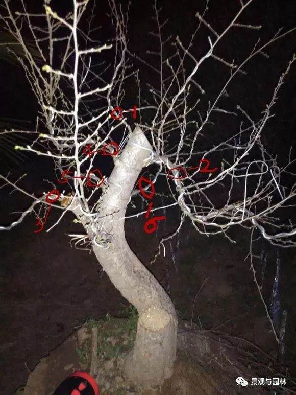 图解 一棵榆树盆景的制作过程 8幅