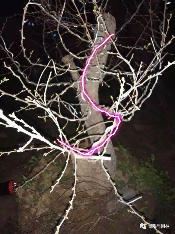 图解 一棵榆树盆景的制作过程 8幅