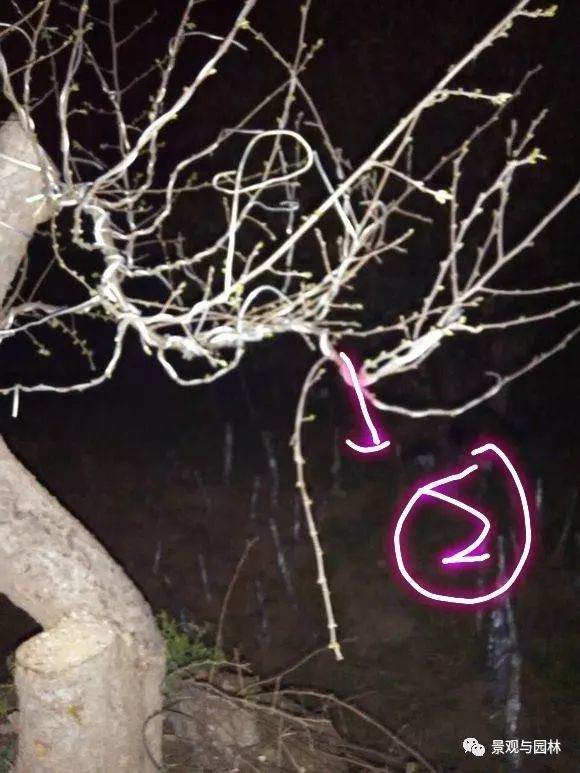 图解 一棵榆树盆景的制作过程 8幅