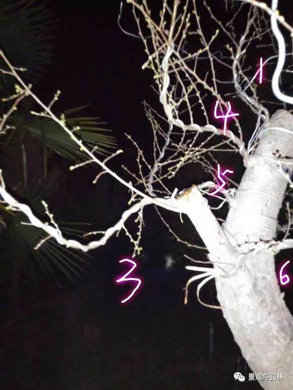 图解 一棵榆树盆景的制作过程 8幅