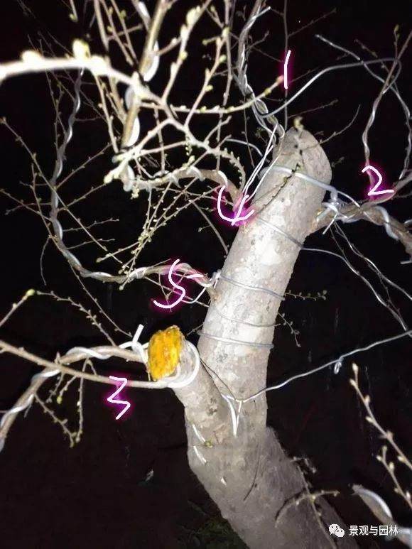 图解 一棵榆树盆景的制作过程 8幅