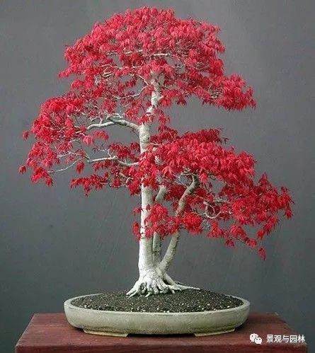 红枫盆景的3个造型方法 平时怎么打理?