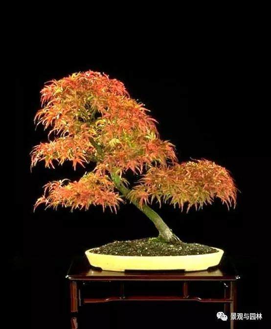红枫盆景的3个造型方法 平时怎么打理?