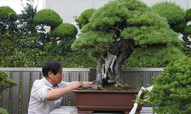 日本盆景艺术家：走进木村正彦的盆景世界