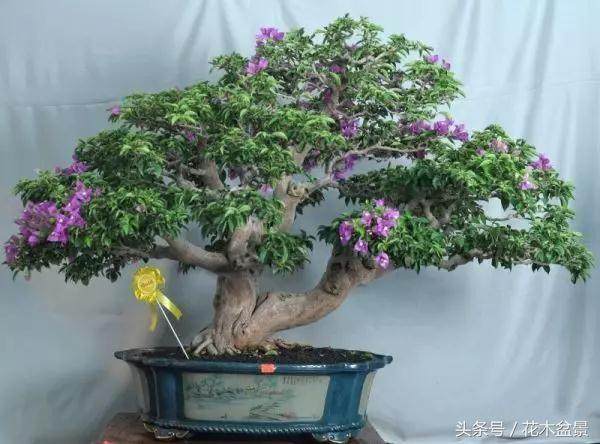 盆景棕丝蟠扎的3个技巧