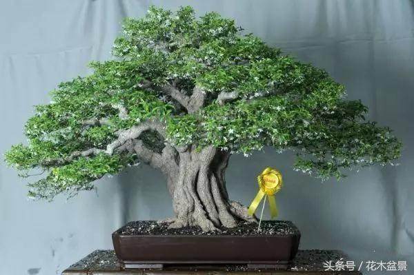 盆景棕丝蟠扎的3个技巧