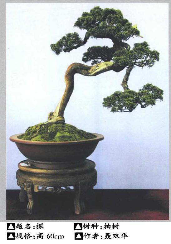 湖北花协盆景分会召开2018年工作总结会