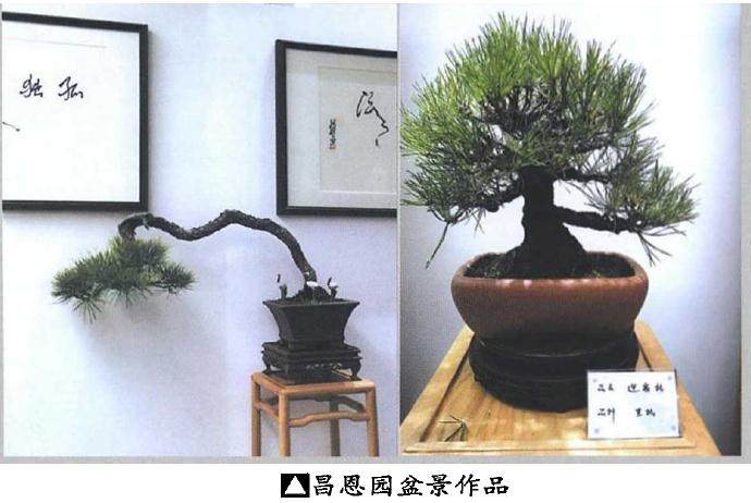 湖北花协盆景分会召开2018年工作总结会