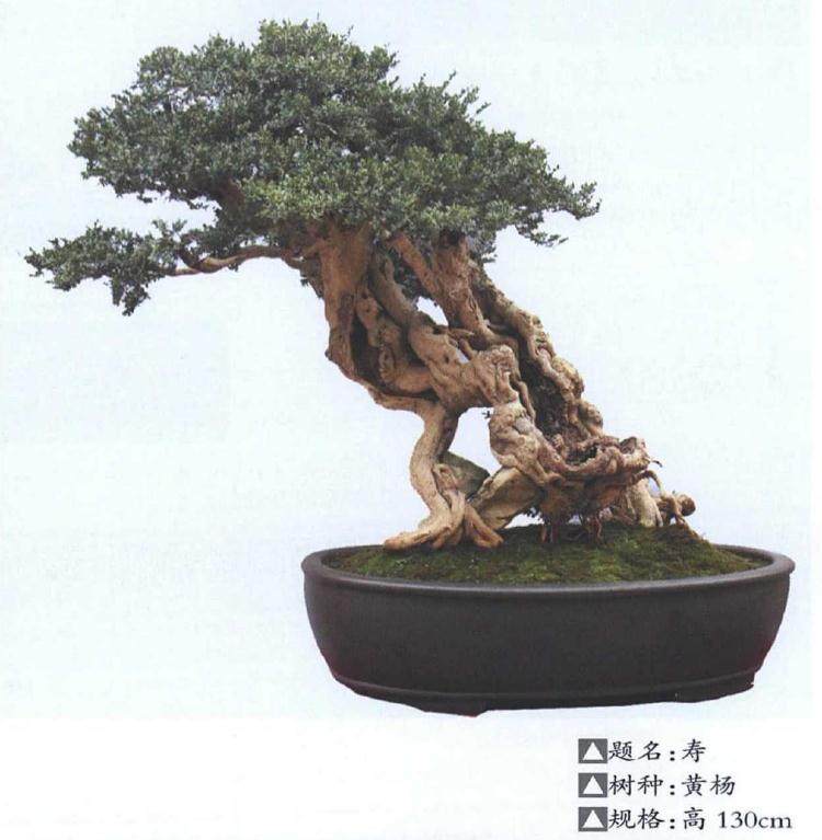 解放公园成为对外宣传武汉盆景的一个窗口