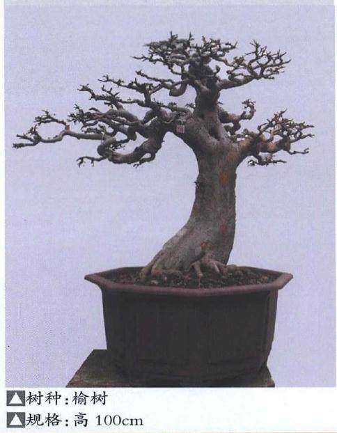 解放公园成为对外宣传武汉盆景的一个窗口