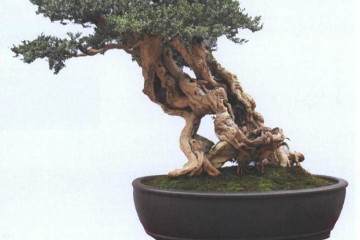 解放公园成为对外宣传武汉盆景的一个窗口